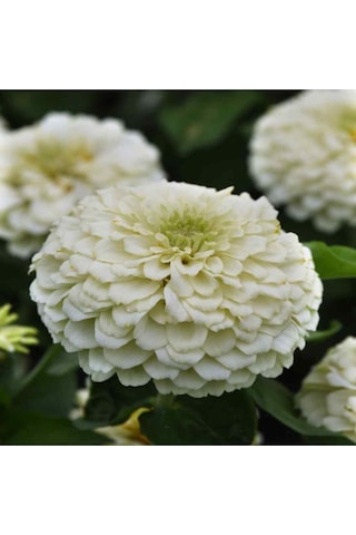 Beyaz Renk Zinnia Çiçeği Tohumu