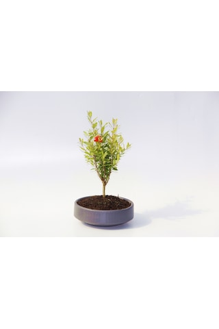 Bonsai Punica Süs Narı 3 Adet - Grey Serisi 3179