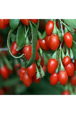Goji Berry Tohumu Lycium Barbarum Seeds