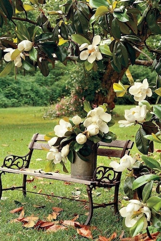 Saksılı Manolya Çiçeği - Her Mevsim Açan Güzellik