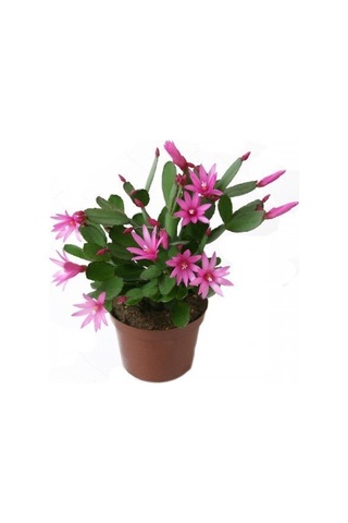 Yılbaşı Çiçeği zygocactus Saksıda