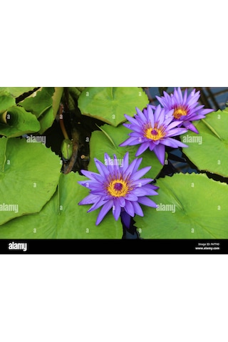 5 Adet Tohum Mor Lotus Su Çiçeği Tohumu Kaliteli Nilüfer Çiçek