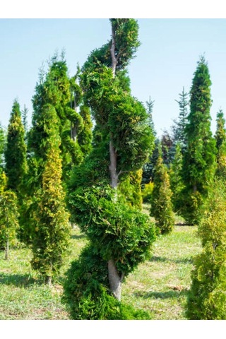 Videolu Leylandi Fidanı 40 50 Cm 5 Adet Saksılı/tüplü Dış Mekan Bitkisi Cupressocyparis Leylandii