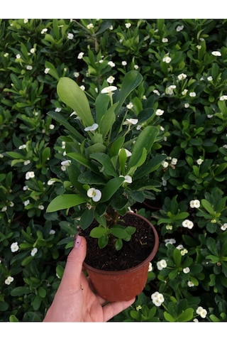 Çok Avantajlı Beyaz Renk Dikenler Tacı Çiçekli Ithal Hollanda Milli Saksılı Kaktüs White Euphorbia