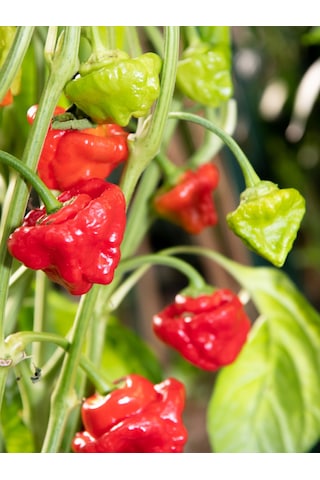 Jamaican Hot Red Pepper / 300.000 Scoville - Gerçek Taze Acı Biber