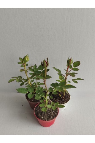 3' Lü Mini Gül Fidesi Karışık Renk 15-20cm Saksılı Mix Rose
