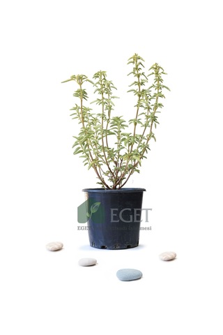 Anadolu Ada Çayı (Salvia fruticosa)- 3 lt Saksıda