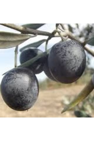 Bursatarım Gemlik Zeytin Fidanı tüplü/saksılı