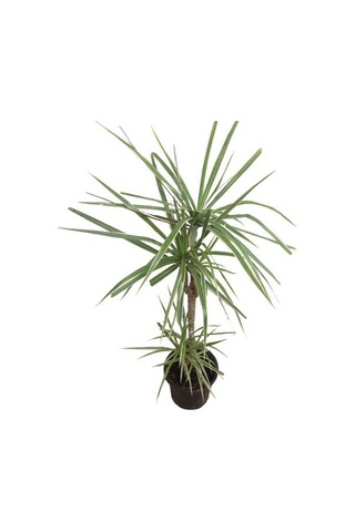 Dracena Marginata Bicolor (2 Kök 100 Cm Uzunluğunda)
