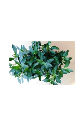 Saksılı Mini Boy Pepino Fidanı Fidesi 10-20 Cm