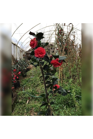 Kamelya Kırmızı 150/180 Cm