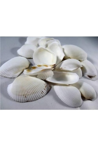 %100 NATUREL DOĞAL GERÇEK DENİZ KABUĞU 500 Gram -MMM4767