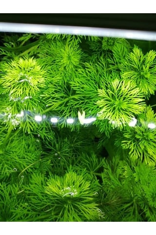 Limpnophila Sessiliflora Kusursuz Akvaryum Bitkisi Canlı Bitki 5 Dal