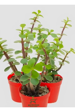 Masa Ofis Çiçeği 1 Adet Saksılı Yeşim Çiçeği 10-15cm