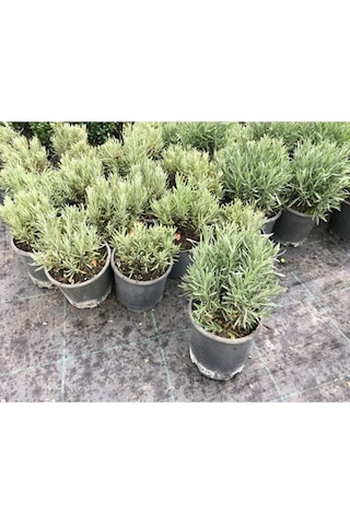 Lavanta Bitkisi , Lavanta Fidanı 20/25 Cm Lavanta