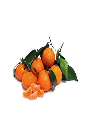 Tüplü Soğuklara Dayanıklı Satsuma Rize Mandalinası Fidanı