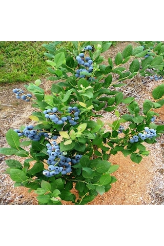 Yaban Mersini Fidanı 50-60 Cm