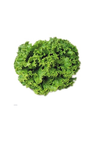 Arzuman Arapsaçı Kıvırcık Marul Tohumu 10 G
