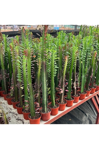 10.5lik Saksıda, 50 Cm Ve Üzeri Boyda Sınırlı Sayıda Euphorbia Trigona Red - Afrika Süt Ağacı Kaktüsü