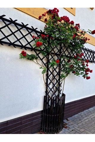 Videolu Sarmaşık Gül Kırmızı Renkli 30 60 Cm 3 Adet Tüplü Aşılı Gül Red Rose