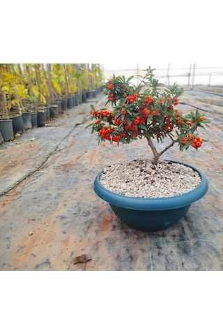 Bonsai Ateş Dikeni Pyracantha 5-6 Yaş