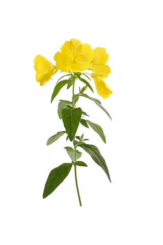 Intense Natural Çuha Çiçeği Tohumu Yağı 20 ML