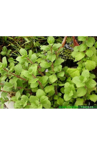 .hygrophila Difformis Çınar 10 Kök