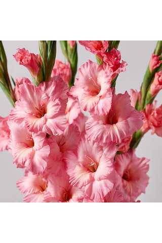 5 Adet Pembe Glayöl Swan Gladiolus Çiçeği Soğanı