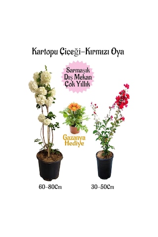 Kartopu Çiçeği 1 Adet +kırmızı Oya Ağacı 1adet+sarı Gazanya Hediyeli Saksılı Bahçe Seti