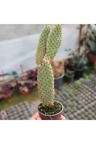 Tavşan Kaktüs / Sarı Dikenli Opuntia Microdasys Albata , 5.5 Cm Saksıda 1 Adet