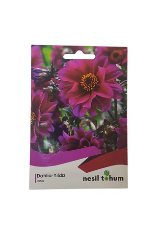 Dahlia Yıldız Çiçeği Tohumu