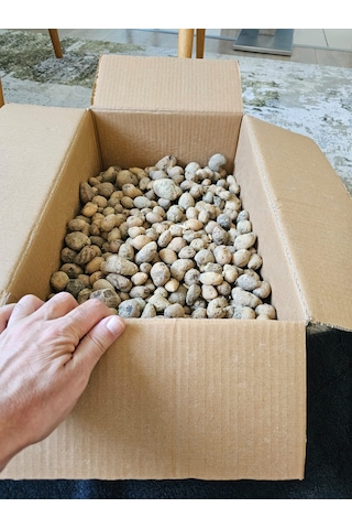 Salep Fidesi Serapies