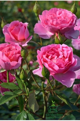 Formlu Yoğun Kokulu Pembe Gül Fidanı 1 Adet Saksılı 30-60cm Pink Rose