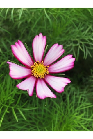 Picotee Cosmos Çiçeği Tohumu Kozmos Çiçeği