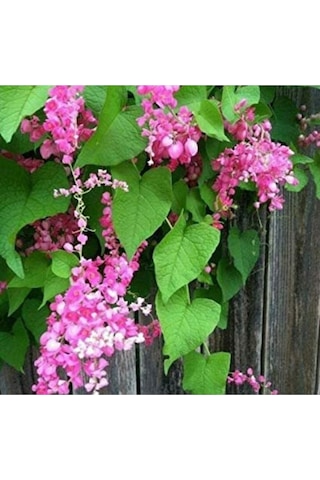 10 Adet Pink Coral Vine Tohumu