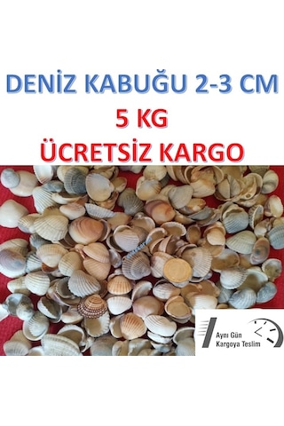 Deniz Kabuğu Kiloluk Deniz Kabuğu 5 Kg Deniz Kabuğu Deniz Kabuk