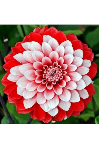 Karışık Yıldız Çiçeği Tohumu Dahlia Çiçeği Tohumu Yetiştirme Kiti