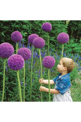 Camtohum Dev Mor Allium Tohumu Ekim Seti 3 Tohum + Saksı + Toprak + Hediye