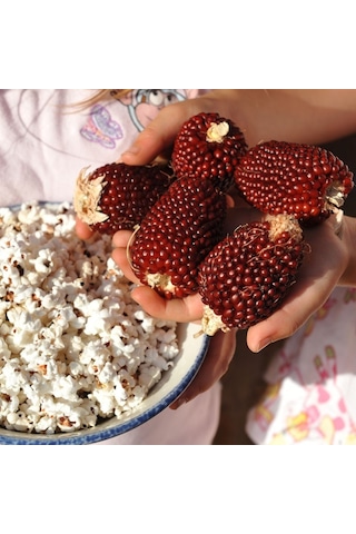 Kırmızı Mini Çilek Mısırı Tohumu