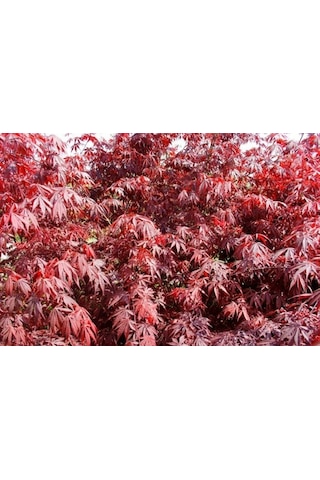 Kırmızı Yapraklı Japon Akçaağaç Acer Palmatum Atropurpureum 3 Ade