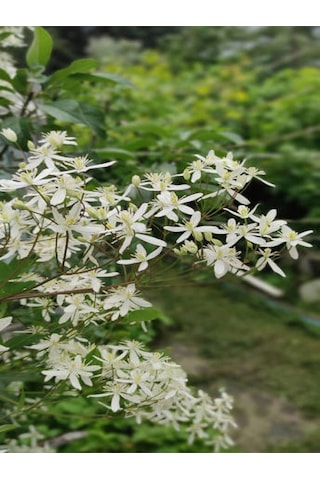 Videolu Arap Yasemin 80-100 Cm Saksılı/tüplü Dış Mekan Sarmaşık Bitkileri Arabian Jasmine