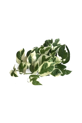 Epipremnum Aureum 'N Joy' (Salon Sarmaşığı) Ø12 CM Y15-20 CM