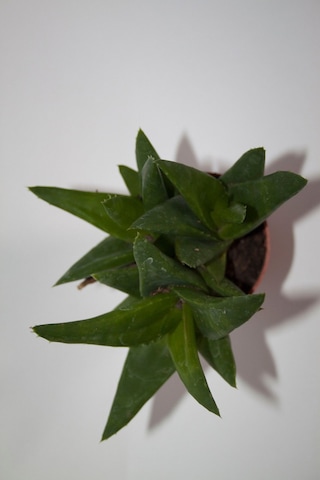 Haworthia Pentagona Sukulent Tekli 5,5 Cm Saksıda