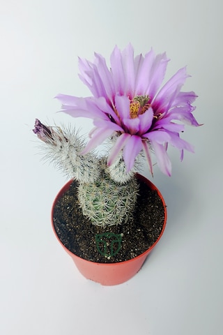 Echinocereus Pectinatus Dekoratif Ve Dayanıklı Kaktüs Çicekli