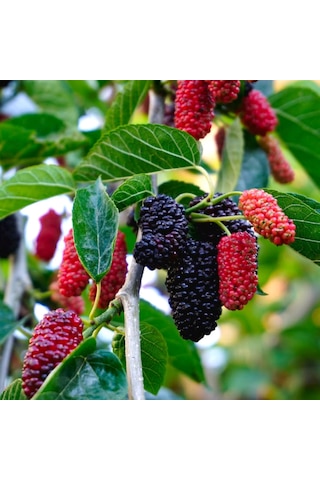 Siyah Bodur Dut Fidanı Mojo Berry 1-2 Yaş Tüplü