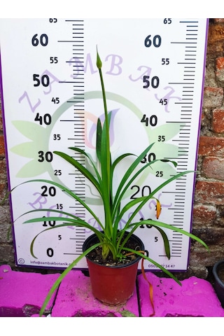 Afrika Zambağı African Lily - Beyaz Ve Kokulu Bahçe Çiçeği