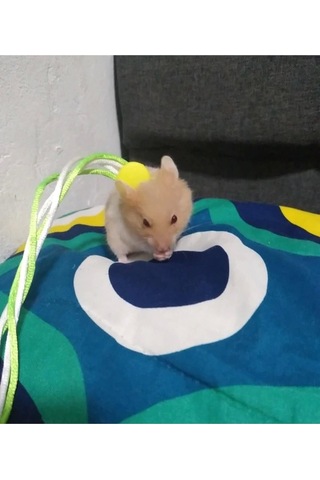 Ozzipetshop Gonzales Hamster Gezdirme Ve Dolaştırma Tasması Patentli Tasarım