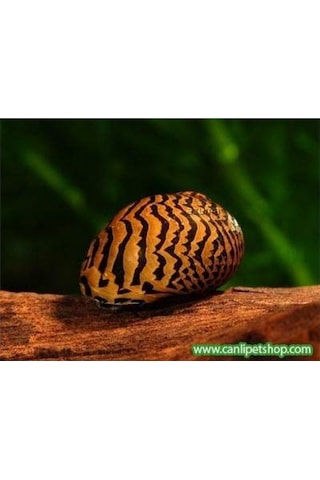 Nerite Salyangoz Tiger 1 Adet 1-3 Cm