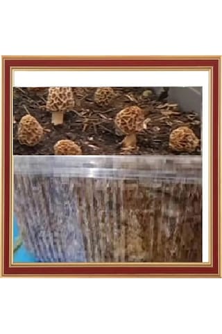 Kuzu Göbeği Mantarı Deneme Kiti 1 Adet