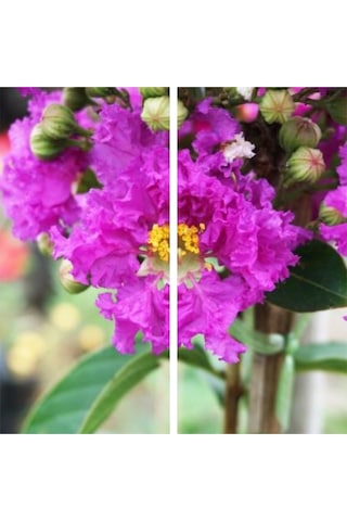 Videolu Mor Renk Oya Ağacı Fidanı 40-65 Cm Saksılı Dış Mekan Ağaçları Purple Lagerstroemia